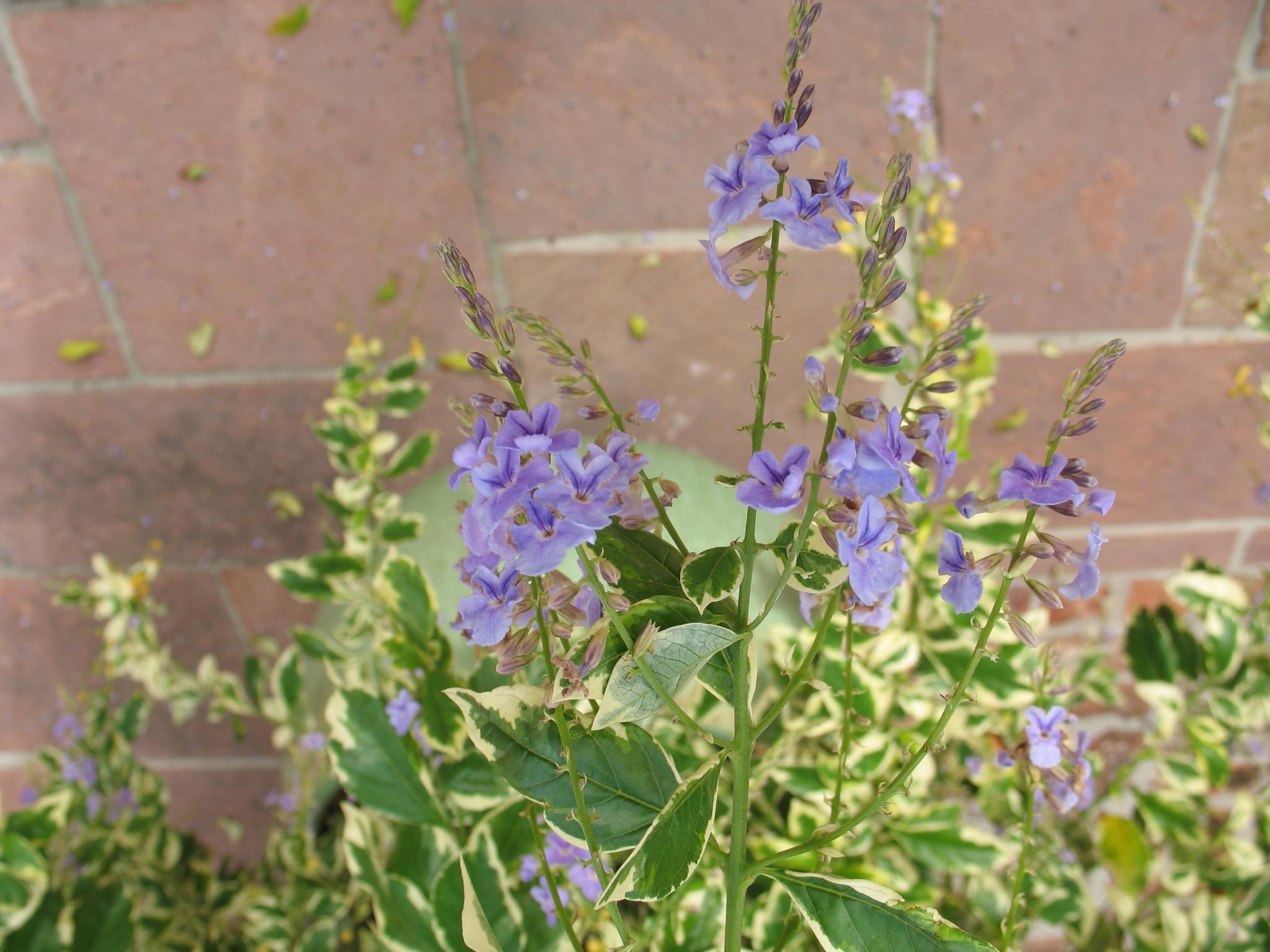 Online Plant Guide - Duranta erecta 'Variegata' / Variegated Sky Flower